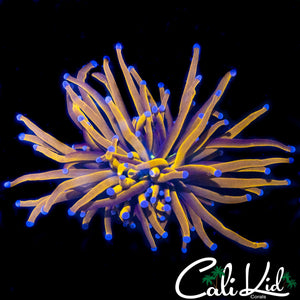 AQUACULTURED INDO GOLD TORCH
