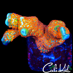 BUBBLE GUM DIGI FRAG