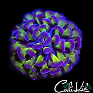 PURPLE / GREEN BRANCHING HAMMER