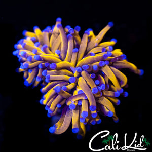 INDO 24K TORCH