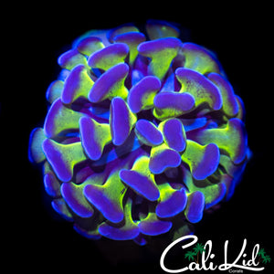 PURPLE / GREEN BRANCHING HAMMER