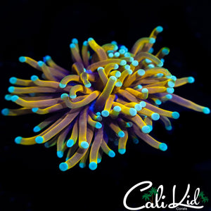 BEAUTIFUL MYSTERY TORCH