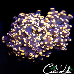 AQUACULTURED GOLDEN BRANCHING FROGSPAWN