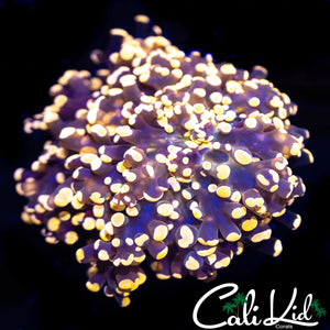 AQUACULTURED GOLDEN BRANCHING FROGSPAWN LARGE