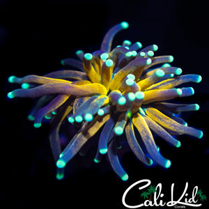 ULTIMATE TIGER TORCH