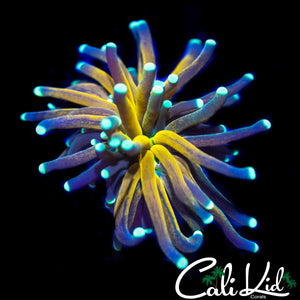 ULTIMATE TIGER TORCH