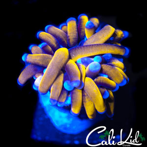 BABY INDO 24K TORCH