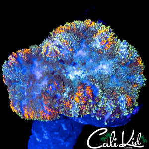 CK GUMDROP MUSHROOM