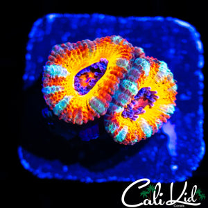 STUNNING RAINBOW ACAN DOUBLE