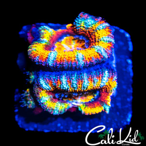 INSANE RAINBOW ACAN DOUBLE W/ BABIES