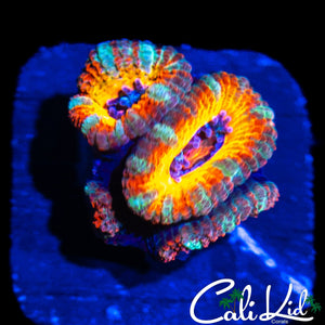 STUNNING RAINBOW ACAN QUAD