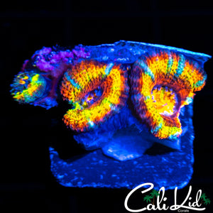 ULTRA RAINBOW ACAN TRIPLE