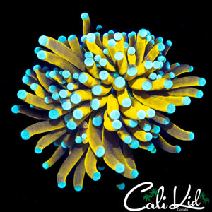 TEAL TIP BANANA TYPE TORCH