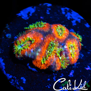 SPECKLED MICRO MINI COLONY