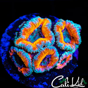 CK SILVER BULLET ACAN MINI COLONY