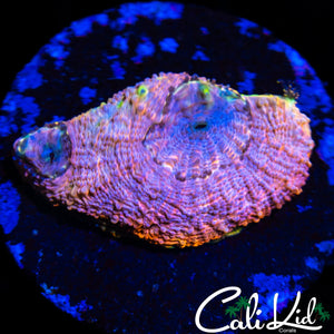 RAINBOW RIM ECHINATA