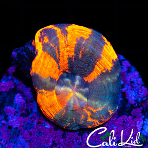 WAR PAINT TYPE SCOLY (NICE PATTERN)