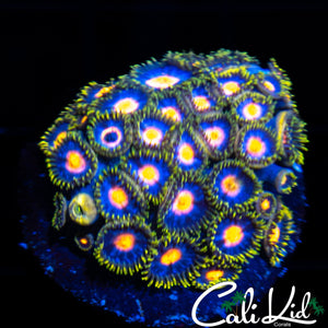 ASSORTED ZOA COLONY