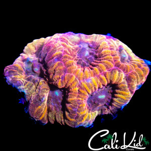 RARE RED ROCK FAVIA