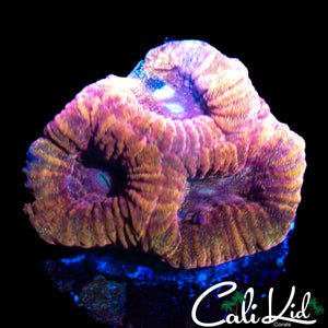 RARE RED ROCK FAVIA