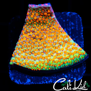 CK SIZZLE MONTI FRAG