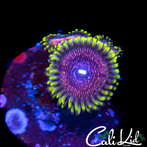 WWC BLACK ORCHID ZOA TRIPLE