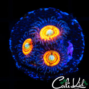 ULTRA ZOA QUAD