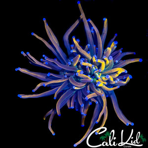 AQUACULTURED MEDUSA TORCH
