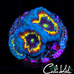 CK FRUIT LOOPS MICRO