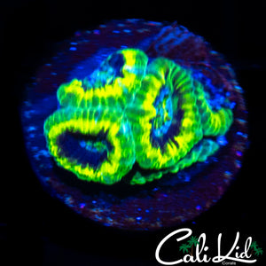 RASTA ACAN QUAD