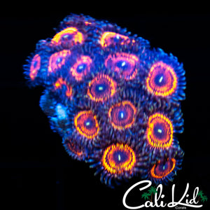 ULTRA ZOA COLONY