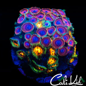 ASSORTED ZOA COLONY