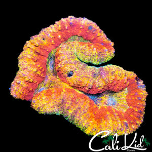 FLAMING RAINBOW SYMPHYLLIA