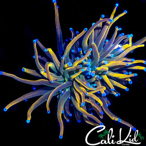 AQUACULTURED MEDUSA TORCH LARGE