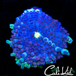LARGE PURPLE BUBBLE YUMA