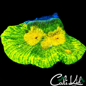 SPACE INVADER PECTINIA