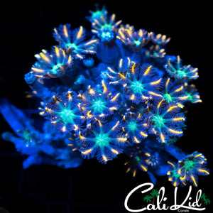 ULTRA RAINBOW CLOVES CHUNK