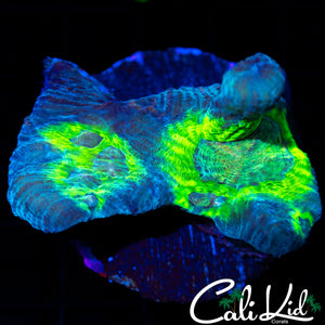 RAINBOW EYE PECTINIA