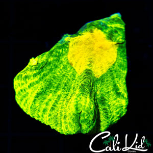 SPACE INVADER PECTINIA