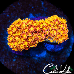 FACE MELTER GONI COLONY