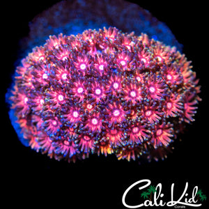 SPICY INFERNO GONI COLONY