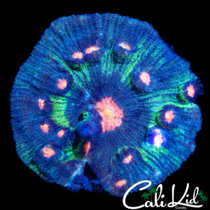 RAINBOW EYE PECTINIA COLONY