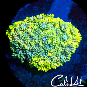 SUPER BRIGHT RAINBOW GONI COLONY