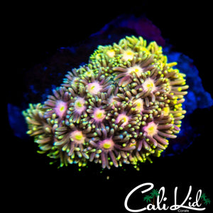 BEAUTIFUL RAINBOW COLONY