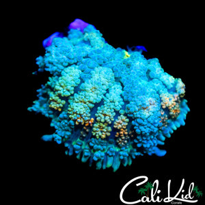 AQUACULTURED RAINBOW PIN CUSHION SHROOM