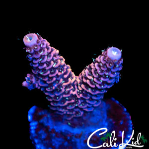 ULTRA BI COLOR MILLI