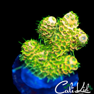 SUPER SHAGGY RAINBOW MILLI