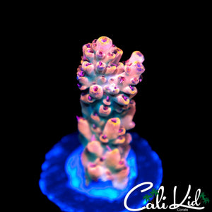 CK UNRELEASED RAINBOW ACRO