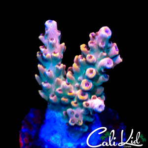 CK UNRELEASED RAINBOW ACRO