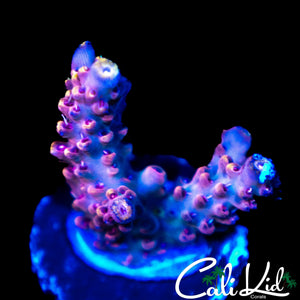 INFERNO ACRO